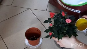 КАК ПОСАДИТЬ РОЗУ "КОРДАНА"