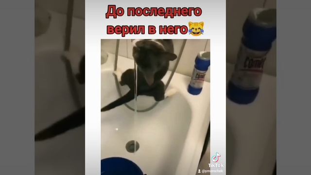 Смех до слез ???