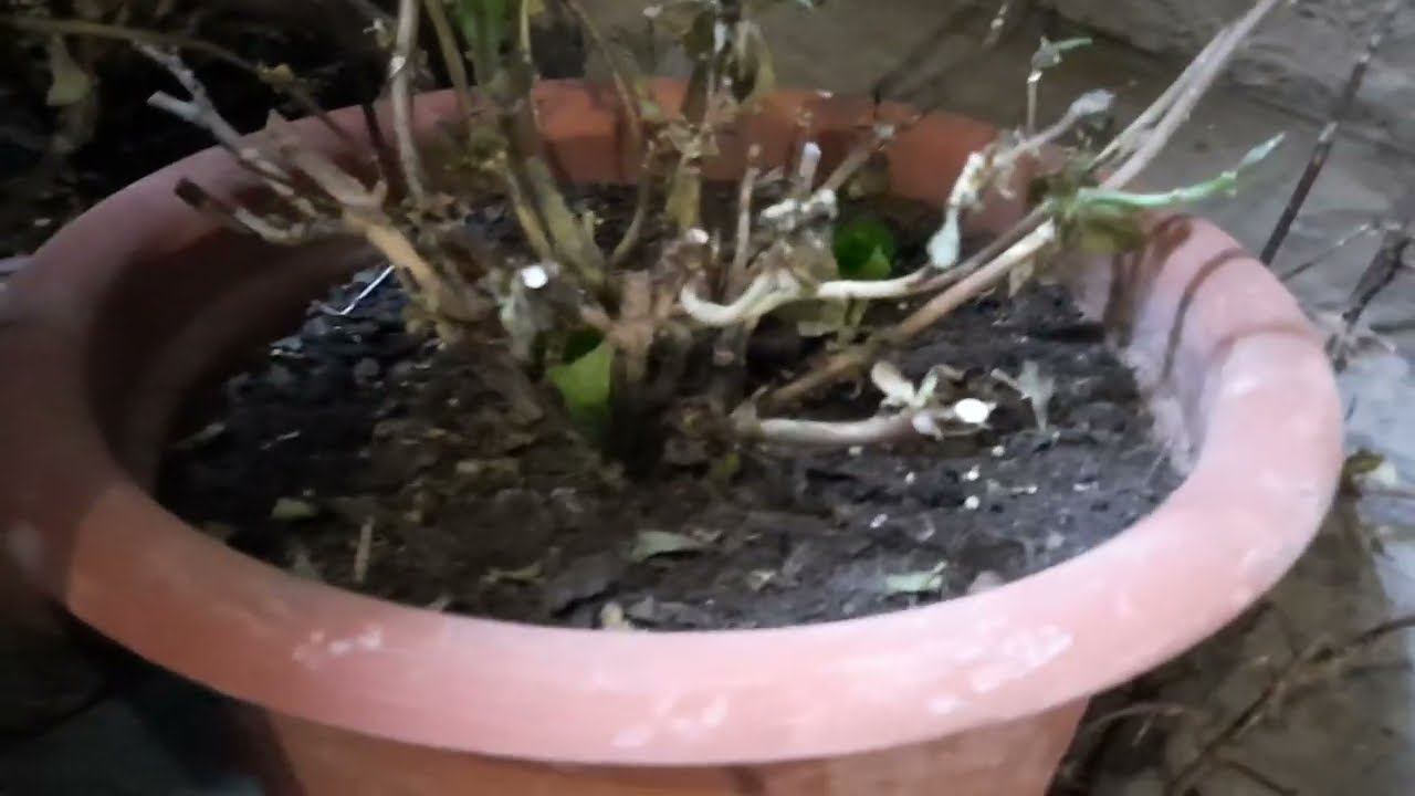 Проверяю состояние гортензий в погребе.О !!! Земля высохла,надо поливать !!! смотреть онлайн