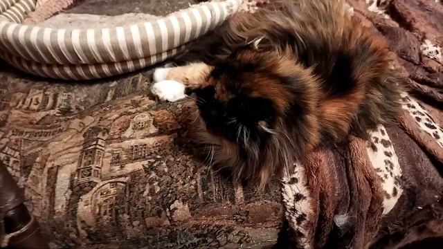 Друзья, согрейте душу и сердце в нашем приюте Котовасия 67... смотреть онлайн