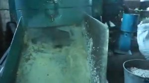 гранула из зерна пшеницы