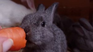 Кролики любят морковку: миф или реальность?