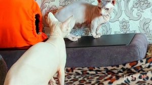 Канадский сфинкс и Двэльф. Когда кот почувствовал кошку.  Уговаривание.