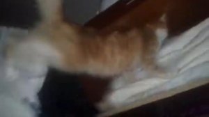 Кот упал со шкафа #1