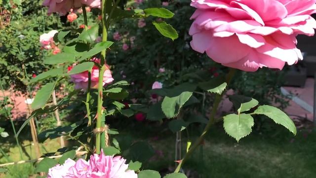 УЛЬЯНОВСК, ЛУЧШИЙ САД РОЗ НА ЗЕМЛЕ! смотреть онлайн