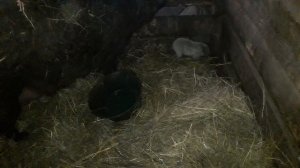 Каннибализм у свиней.  Вы  когда-нибудь слышали о такой  проблеме в свиноводстве?