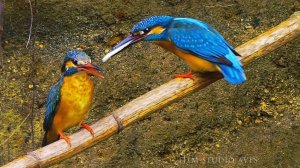 Зимородок (Alcedo atthis) - Kingfisher