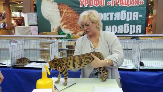 Ринг дикарей. Бенгальская кошечка Izabel SweetSavage