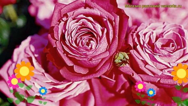 Роза чайно-гибридная Сентеур Ройале. Краткий обзор, описание характеристик Senteur Royale смотреть онлайн