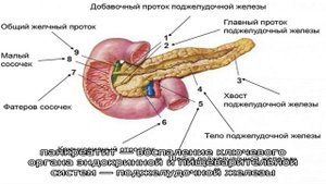 Белый кал у собаки: почему и что это значит