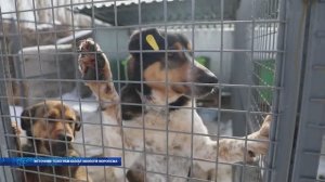 В Воронеже начал работу новый частный приют для собак