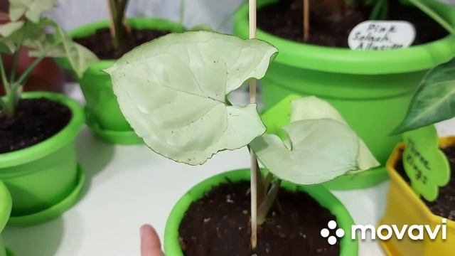 Моя большая коллекция сингониумов
