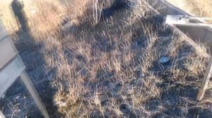 Пуля "полева" против пули "гуаланди". Экспериментальный отстрел