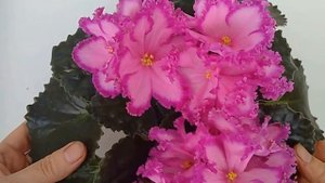 СУПЕР-ФИАЛКА!!! РС-МЮЗИКЛ. My beautiful African Violet.