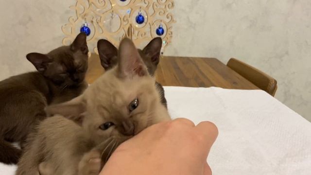 Актирование котят (европейская бурма)