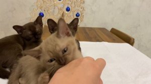 Актирование котят (европейская бурма)