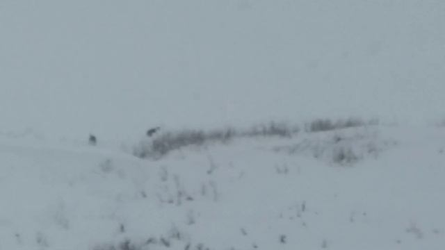 Натаска молодых гончих смотреть онлайн