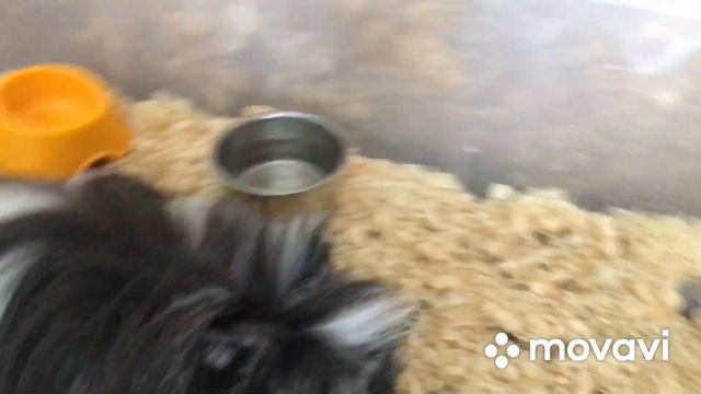 Разбудил в 7:00????😱😓 мини прогулка. Стиф обиделся😣 смотреть онлайн