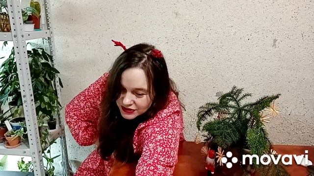 Спатифиллум Сенсация, Аруакария, хойя Матильда, хедера, крассула, эхеверия.