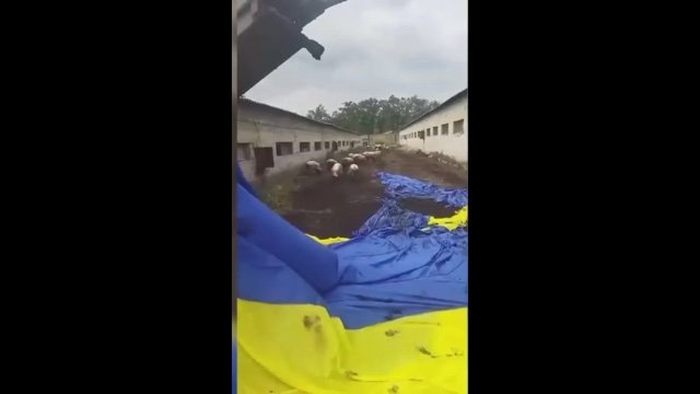 Украинский флаг, запущенный над Донецком, упал в свинарник