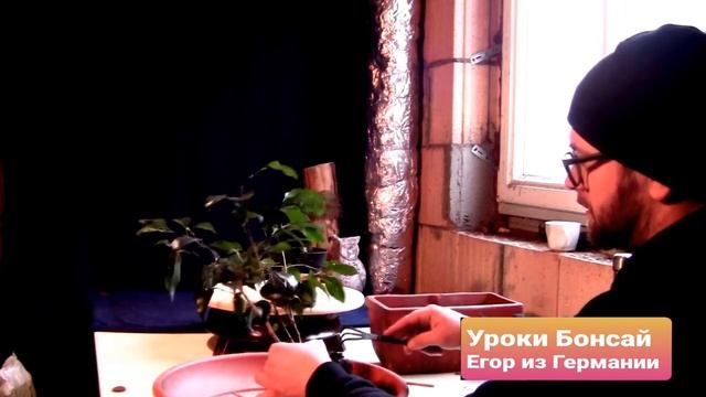 Уход и пересадка фикусов бонсай. Календарь ухода за фикусами бонсай. Bonsai ficus caring