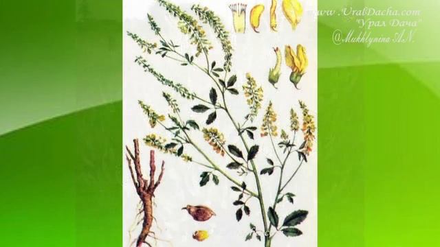 ОБЗОР  СИДЕРАТЫ. Какие сидераты сеять весной, горчица, фацелия, овес.