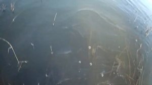 Ловим живца ...гольян на банку ..