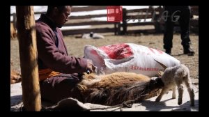 Вычесывание кашемировых коз в Монголии