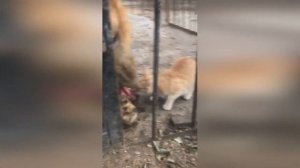 Топ-Лучшая Подборка /Самые смешные животные / Приколы с котами и собаками(# 2)