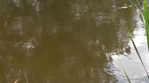 Давид и Лунтик на озере ИГРУШКА ЛУНТИК НОВАЯ СЕРИЯ Видео для детей про Давида и Шар Лунтик