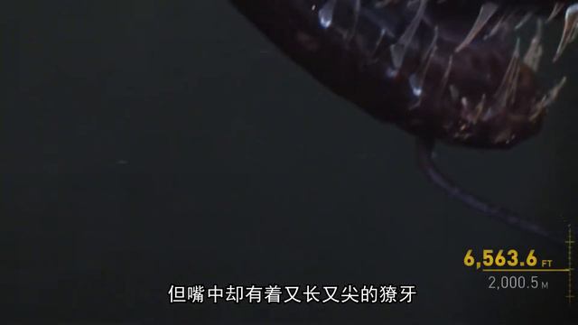 海底最深处，究竟隐藏着怎样的秘密？