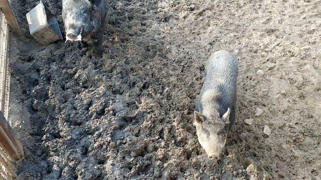 Злата идет в зоопарк, смотрит животных и гуляет по парку. Zlata in the zoo смотреть онлайн