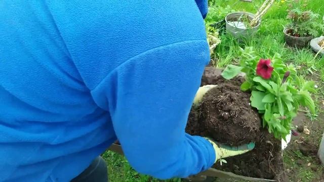 Пересадка ЦВЕТУЩЕЙ ПЕТУНИИ почему ? ПЕТУНИИ сорта ТАЙДАЛЫ смотреть онлайн