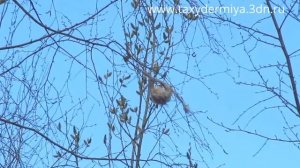 Ремез обыкновенный