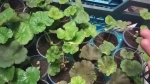 Герань в теплице.