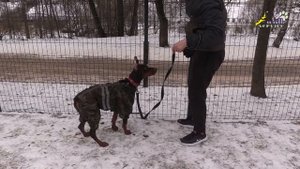 Щенок добермана, разные способы обучения команде назад, как научить