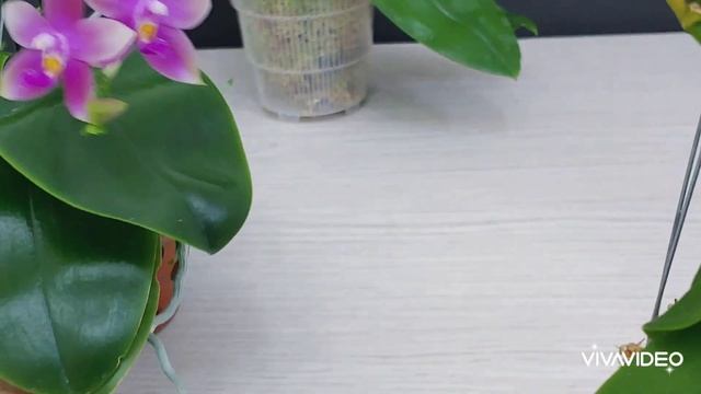 원종호접란 수태를 바꾸지 않고 분갈이를 한 후 관리 방법과 주의할 점. How to grow native Phalaenopsis. смотреть онлайн