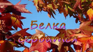 Белка сердится. 2,7К..
