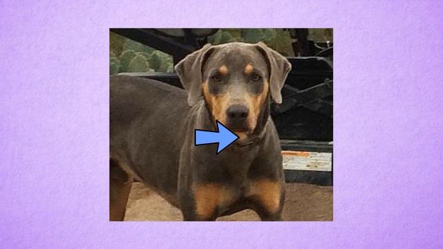 Dog Colour Genetics: Part 2 - Black, Brindle and Agouti смотреть онлайн