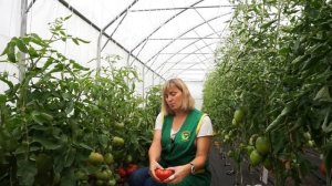 Томат Сибирский тренд (Народное тестирование 2019) - Обзор №9