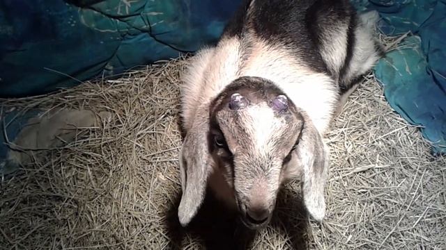 Травоядные свиньи породы Кармал. Вес в 4 месяца. Адаптация козленка день 5. Деревенская жизнь. смотреть онлайн