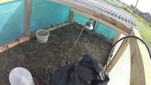 Тёплая клетка для гусят