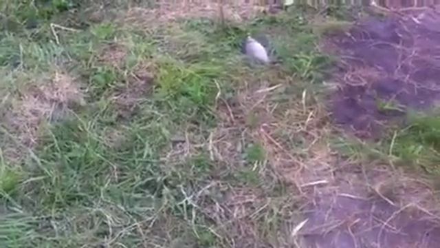 Красный Кут. Кировоград. IMG 0664 смотреть онлайн