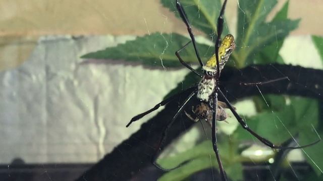 Feeding 2 very different spiders. Liphistius cf ornatus and Nephila madagascariensis. смотреть онлайн
