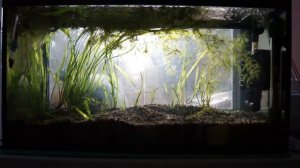 Аквариум на подоконнике итоги первой недели