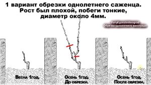 ? Школа виноградаря. Все 5 способов обрезки 1 летнего куста винограда. Как не ошибиться. Часть №4