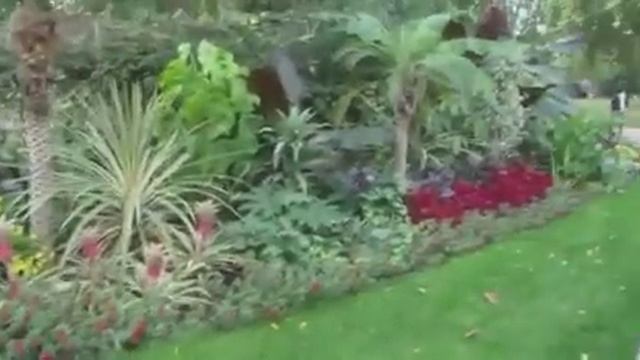 Лондон. Королевский парк в Вестминстере.Черные лебеди. смотреть онлайн