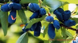 Жимолость съедобная Лазурит (lonicera edulis) ? Лазурит обзор: как сажать, саженцы жимолости Лазури