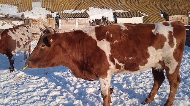 Тёлочка 50/50 джерси симменталка продажа смотреть онлайн