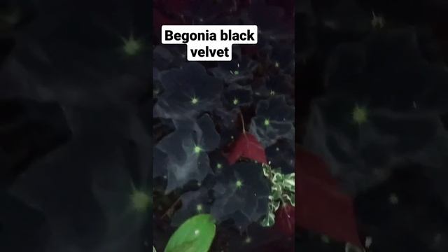 begonia black velvet, at night .@jerrymantik5477